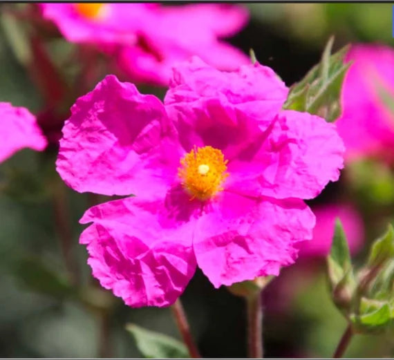 Cistus Creticus (Rockrose) Flower seeds for Planting - Perfect for Borders, Heirloom & GMO Free Seeds for Home Garden
Sale seeds for home garden