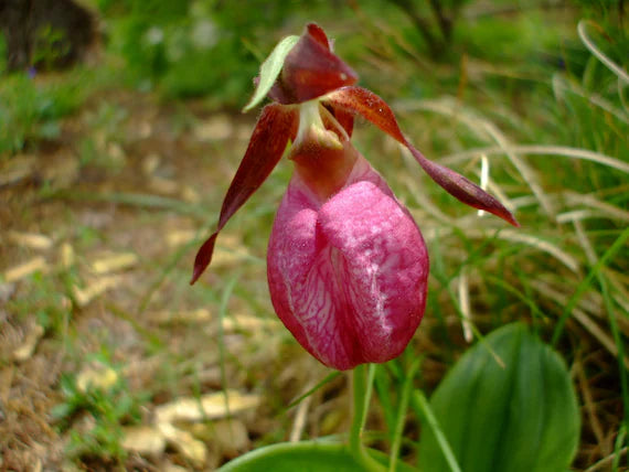 Cypripedium Acaule Flower seeds for Planting - Bright Blooms, Heirloom & GMO Free Seeds for Home Garden