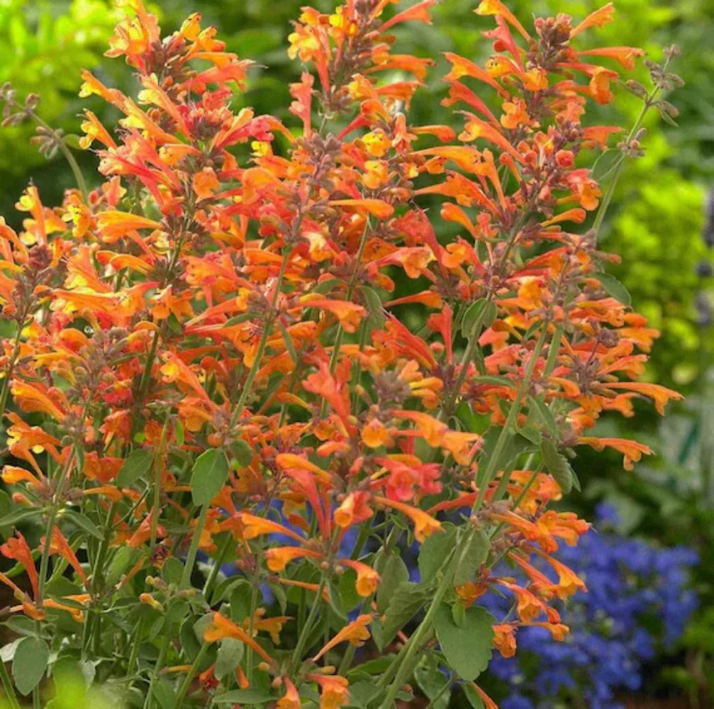 Orange Agastache Flower seeds for Planting - Long Bloom Season, Heirloom & GMO Free Seeds for Home Garden