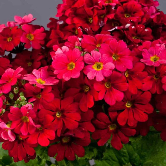 Primula Malacoides Red Flower seeds for Planting - Compact Growth, Heirloom & GMO Free Seeds for Home Garden