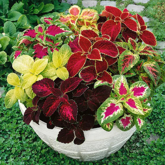 Mixed Coleus Seeds Flower seeds with vibrant ornamental foliage for shaded gardens, containers, and landscape borders