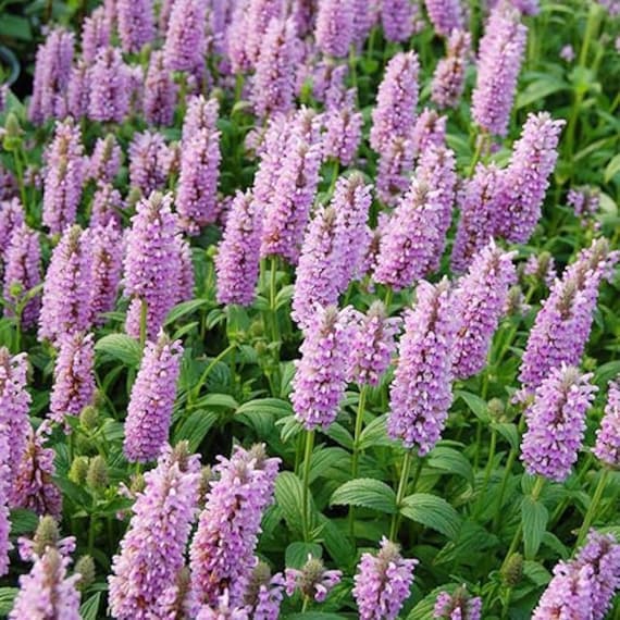 Nepeta Parnassica Flower seeds blooming in flower beds, containers, borders, and pollinator-friendly gardens