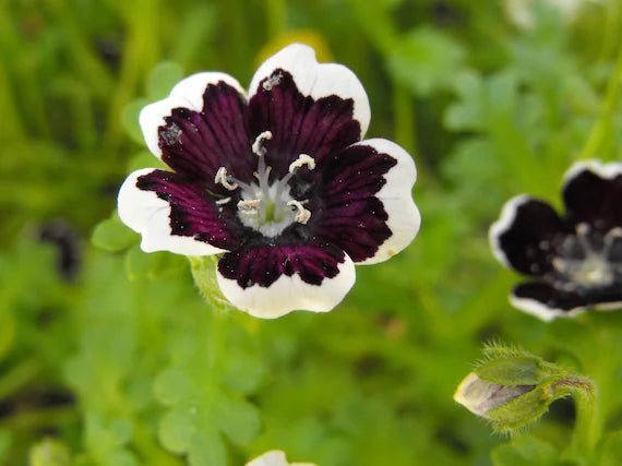 Black Menziesii Flower Seeds for Planting – Heirloom, Non-GMO, High Germination Border Garden Seeds