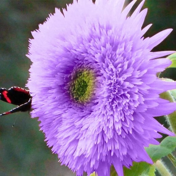 TEDDYB Sonnenblumensamen Seeds for Cute, Small Sunflowers
