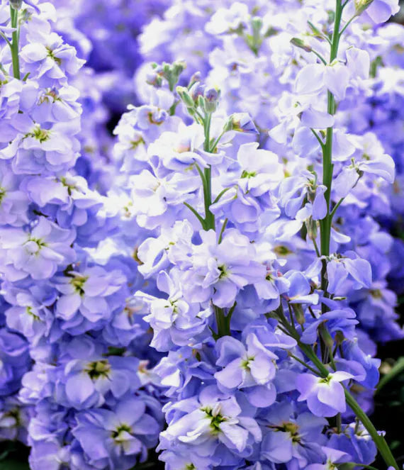 Blue Matthiola Incana Flower seeds for Planting - Garden Favorite, Heirloom & GMO Free Seeds for Home Garden