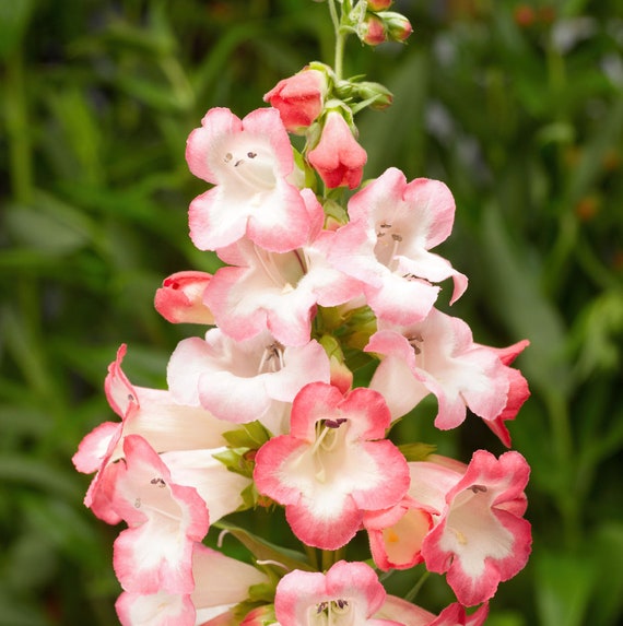 Pink Penstemon Flower seeds blooming in flower beds, containers, borders, and pollinator-friendly gardens