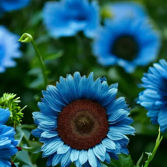 Ocean Blue Sunflower Flower Seeds for Planting Colorful Display Heirloom & GMO Free Seeds for Home Garden
Sale