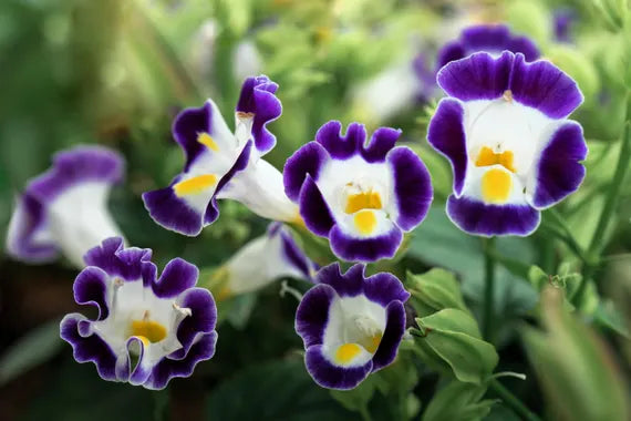 Mixed Wishbone Flower seeds for Planting - Cottage Garden Essential, Heirloom & GMO Free Seeds for Home Garden