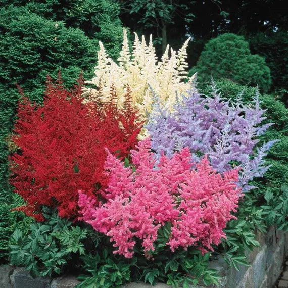 Mixed Astilbe Flower Seeds for Planting