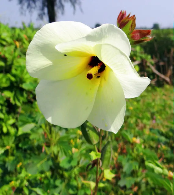 Heirloom Hibiscus Abelmoschus Flower seeds blooming in flower beds, containers, borders, and pollinator-friendly gardens