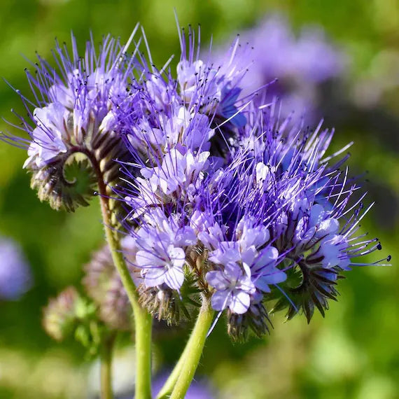 Lacy Phacelia Flower seeds blooming in flower beds, containers, borders, and pollinator-friendly gardens