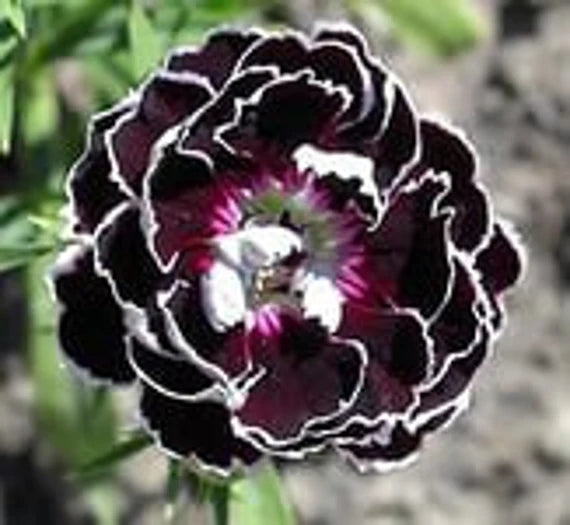 Dianthus Chianti Clove Flower seeds for Planting - Wildflower Mix, Heirloom & GMO Free Seeds for Home Garden
Sale seeds for planting in home garden