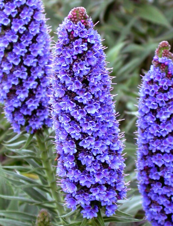 Madeira Flower seeds for Planting - Seasonal Bloomer, Heirloom & GMO Free Seeds for Home Garden
