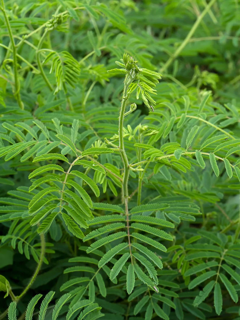 Acacia Catechu Seeds For Planting | Hardy Hardwood Tree Plant Seeds