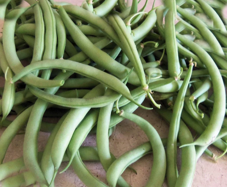 Nutritious Bean Seeds For Planting Vegetable Seeds