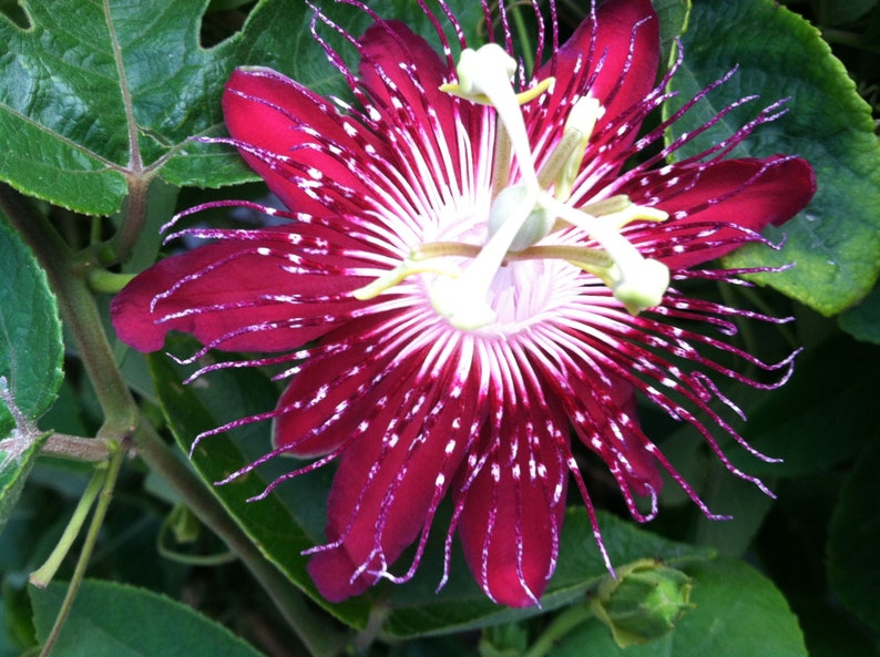 Passion Flower seeds blooming in flower beds, containers, borders, and pollinator-friendly gardens