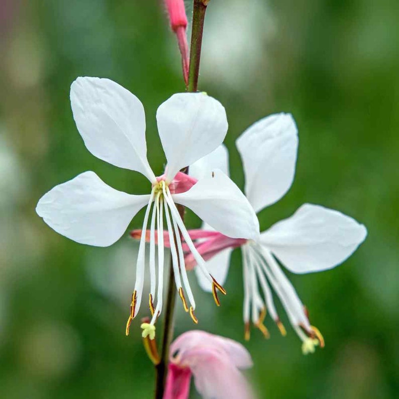 Gaura Lindheimeri Flower seeds blooming in flower beds, containers, borders, and pollinator-friendly gardens