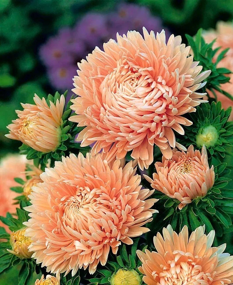 Light Orange Callistephus Flower seeds blooming in flower beds, containers, borders, and pollinator-friendly gardens