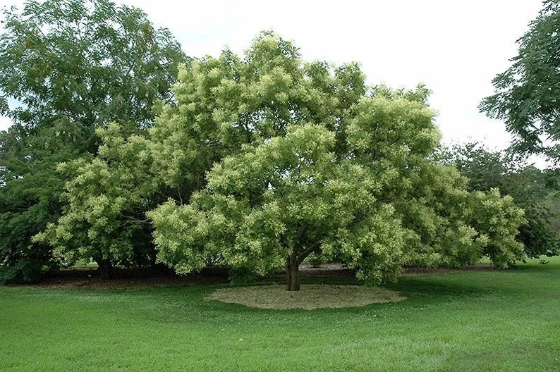 Sophora Japonica Tree Seeds Planting