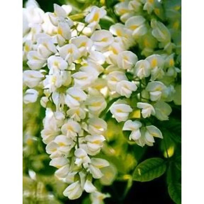 Sophora Japonica Tree Seeds Planting