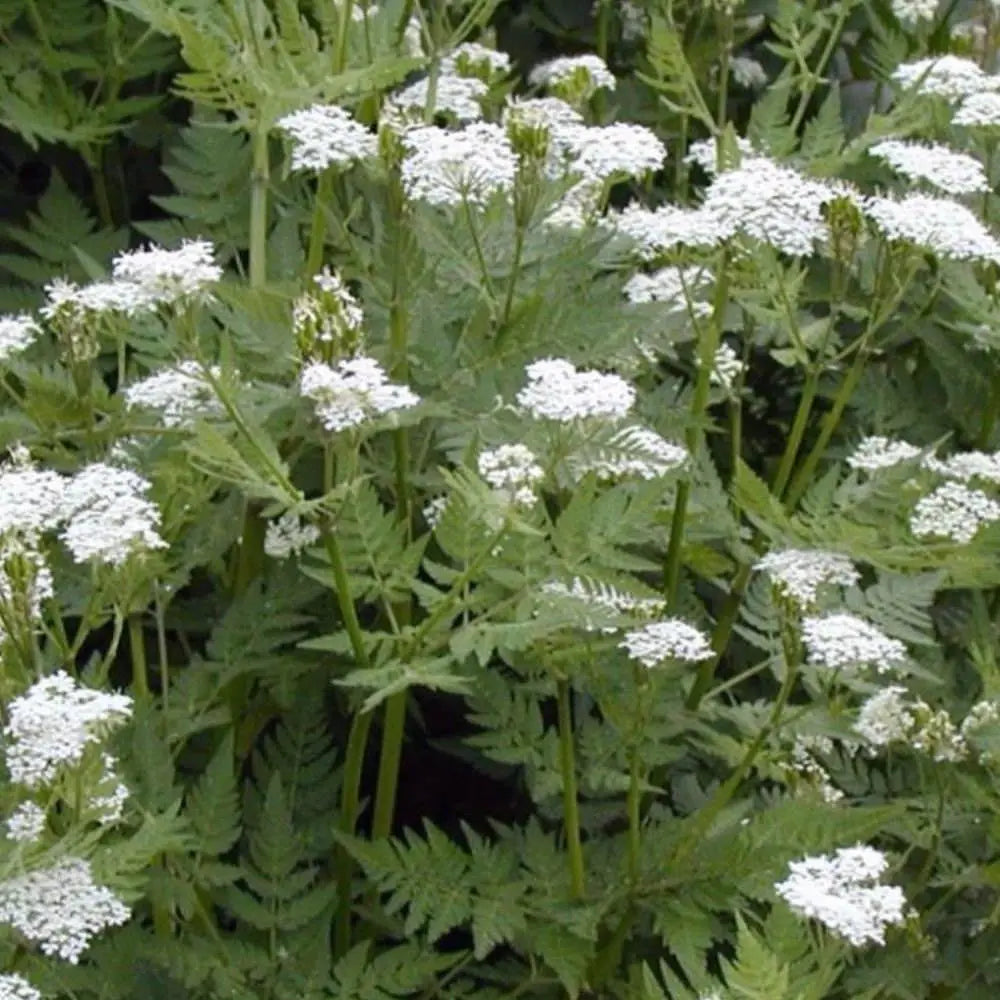 Cicely Flower seeds for Planting - Vibrant Colors, Heirloom & GMO Free Seeds for Home Garden