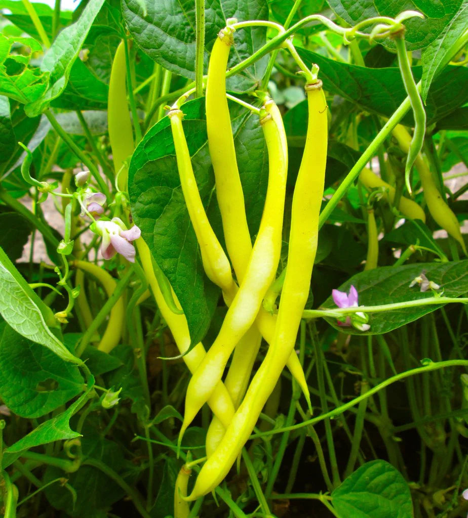 Yellow Bean Vegetable Seeds for Planting