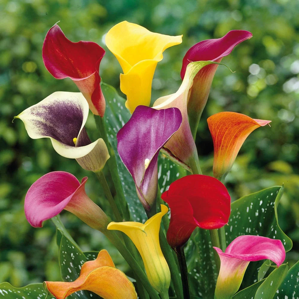Calle Flower seeds for Planting - Compact Growth, Heirloom & GMO Free Seeds for Home Garden