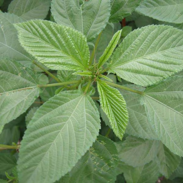Corchorus Flower seeds for Planting - Seasonal Bloomer, Heirloom & GMO Free Seeds for Home Garden