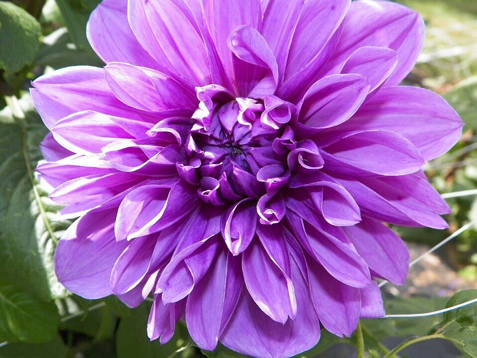 Violet Dahlia Flower Seeds for Planting Compact Growth Heirloom & GMO Free Seeds for Home Garden
Sale