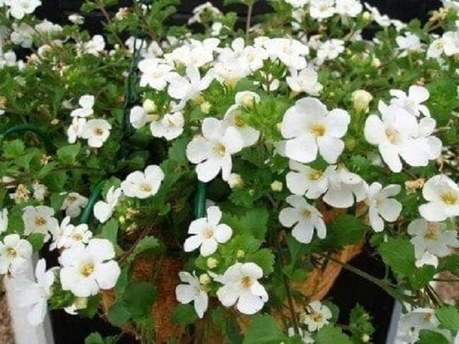 White Snowtopia Flower seeds for Planting - Compact Growth, Heirloom & GMO Free Seeds for Home Garden