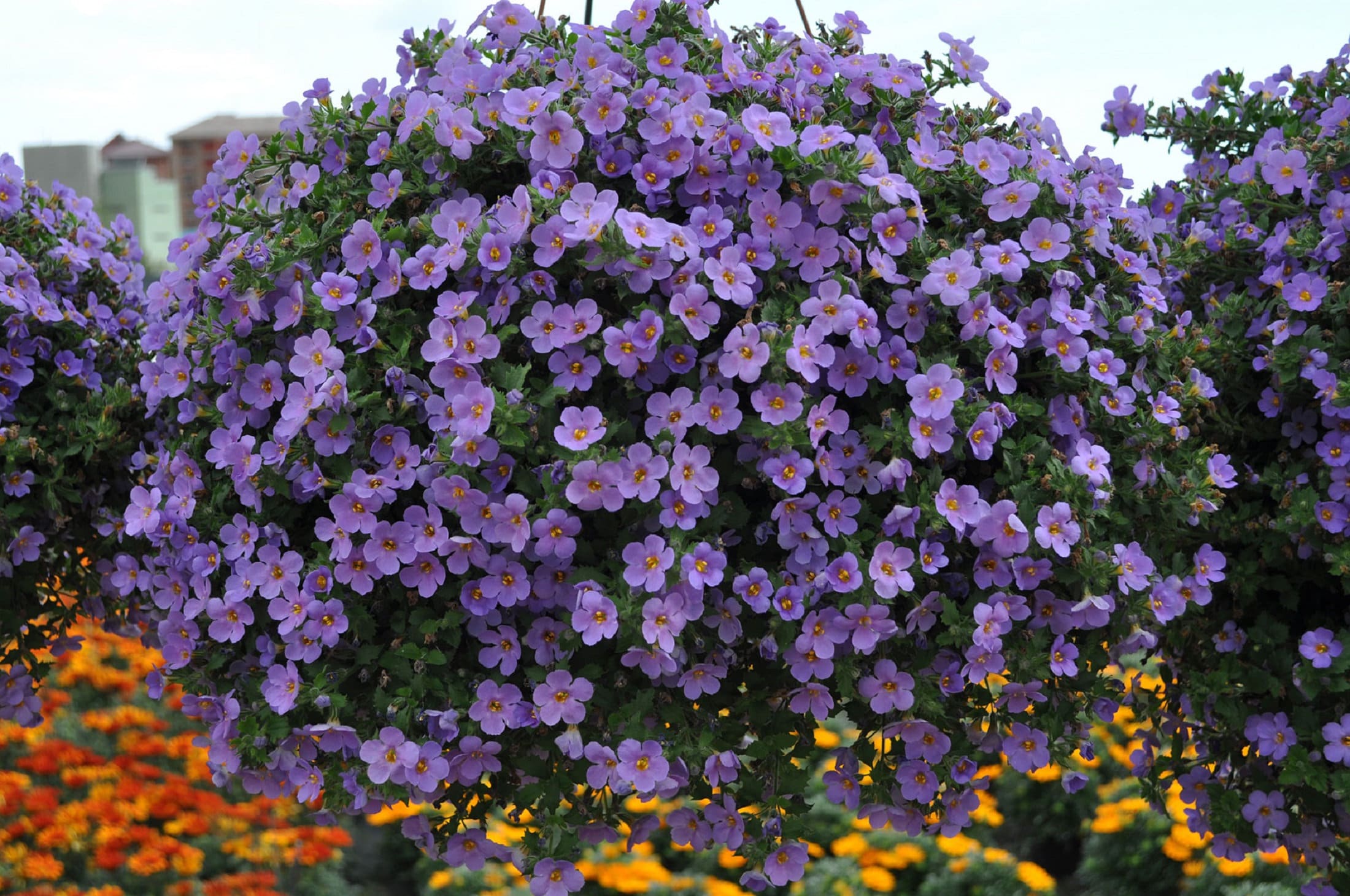Bacopa Blutopia Flower seeds for Planting - Premium Quality, Heirloom & GMO Free Seeds for Home Garden