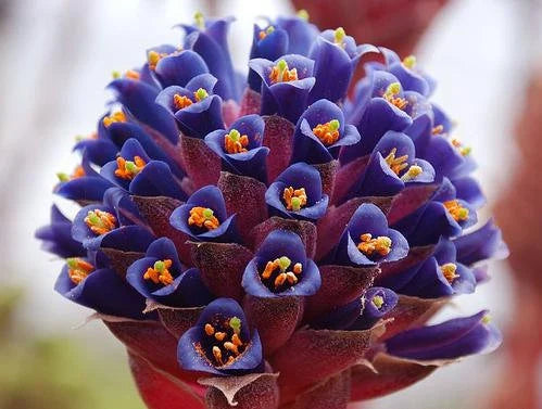 Blue Puya Venusta Flower seeds for Planting - Fragrant Blossoms, Heirloom & GMO Free Seeds for Home Garden