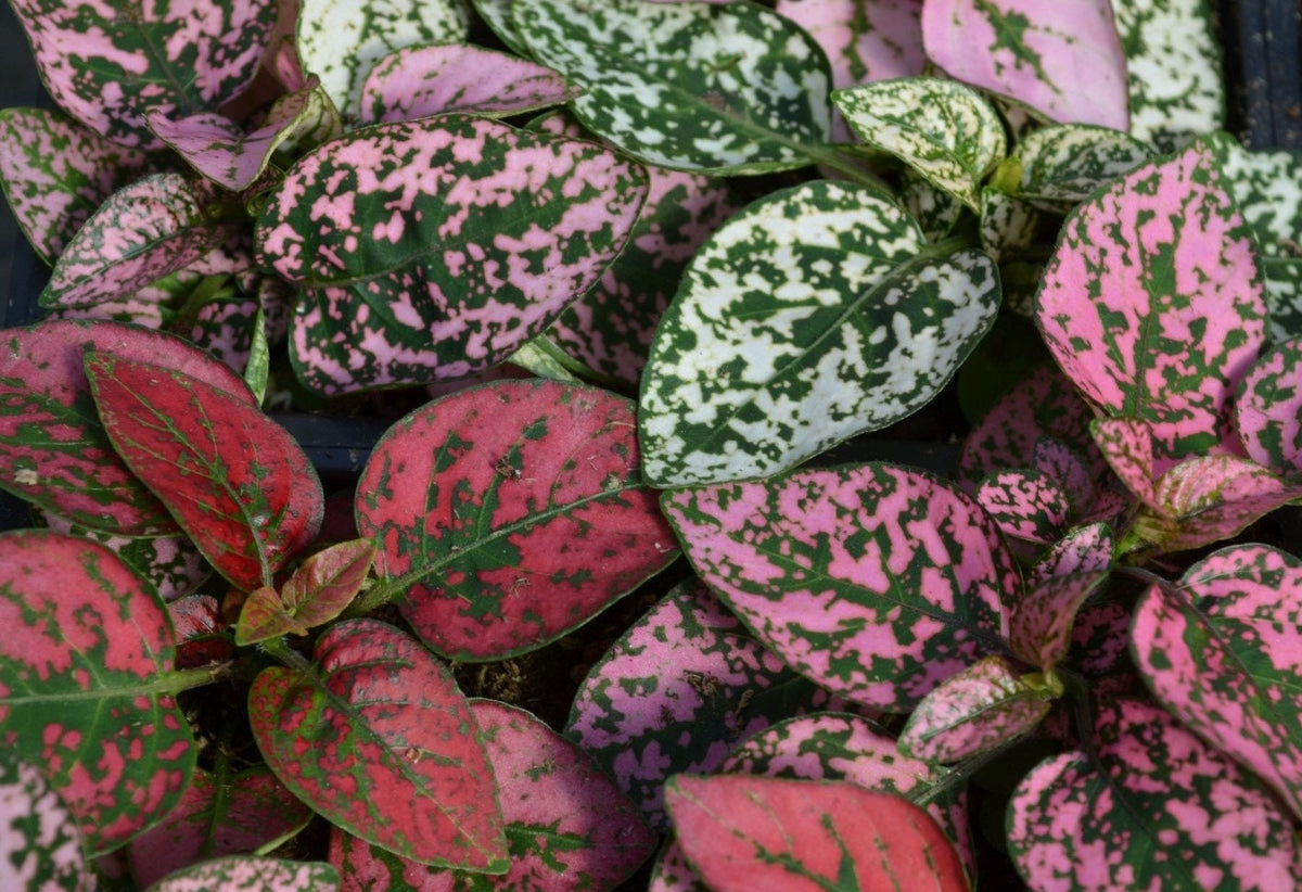 Pink Green Hypoestes Splash Flower seeds for Planting - Bright Blooms, Heirloom & GMO Free Seeds for Home Garden
Sale seeds for home garden