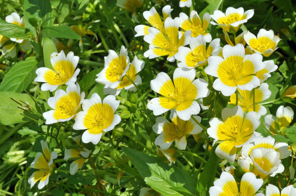 Yellow White Limnanthes Douglasii Flower seeds for Planting - Drought Tolerant, Heirloom & GMO Free Seeds for Home Garde