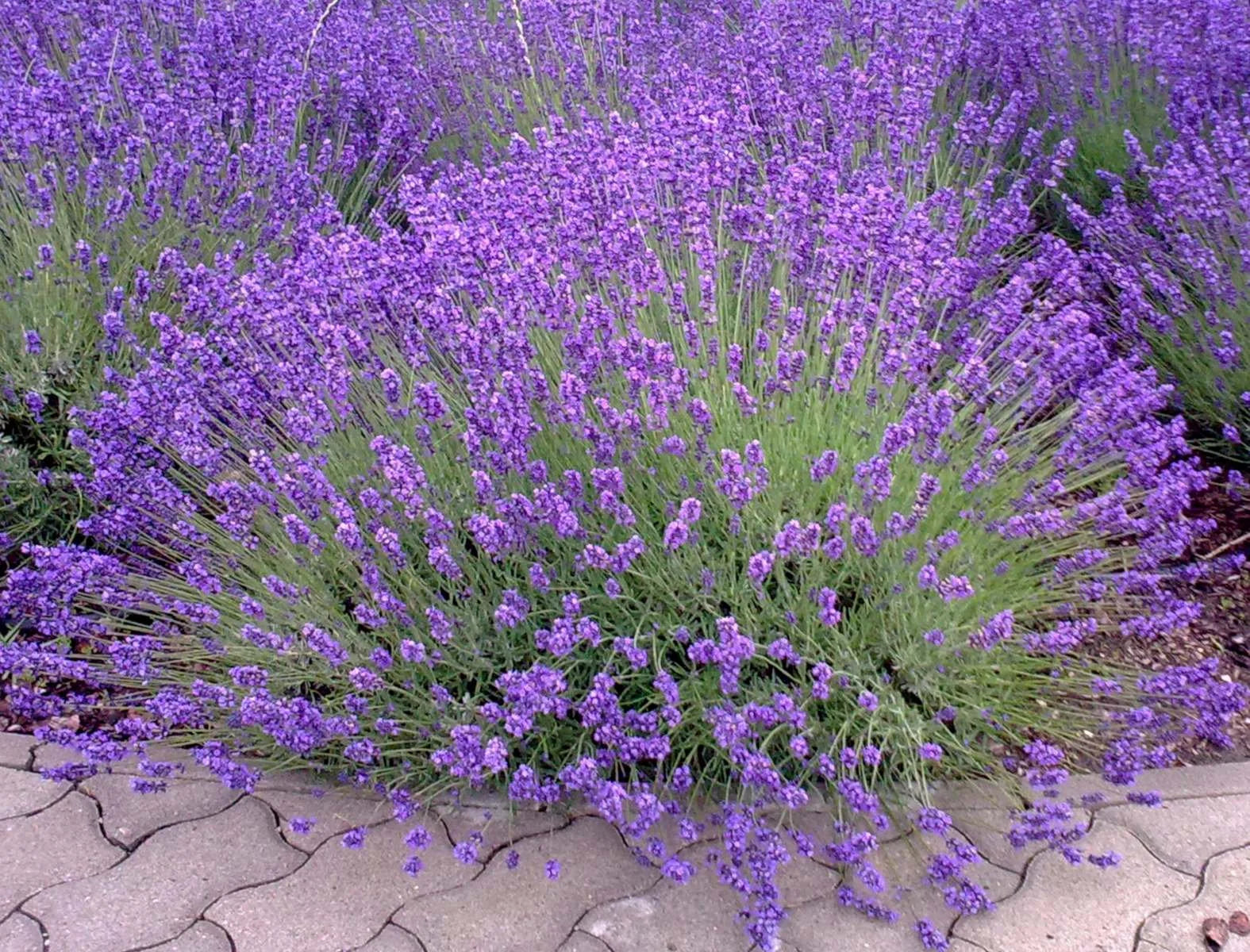 Provence Lavender Planting Seeds - Grow Elegant Perennial Flowers - Evergrowseeds
