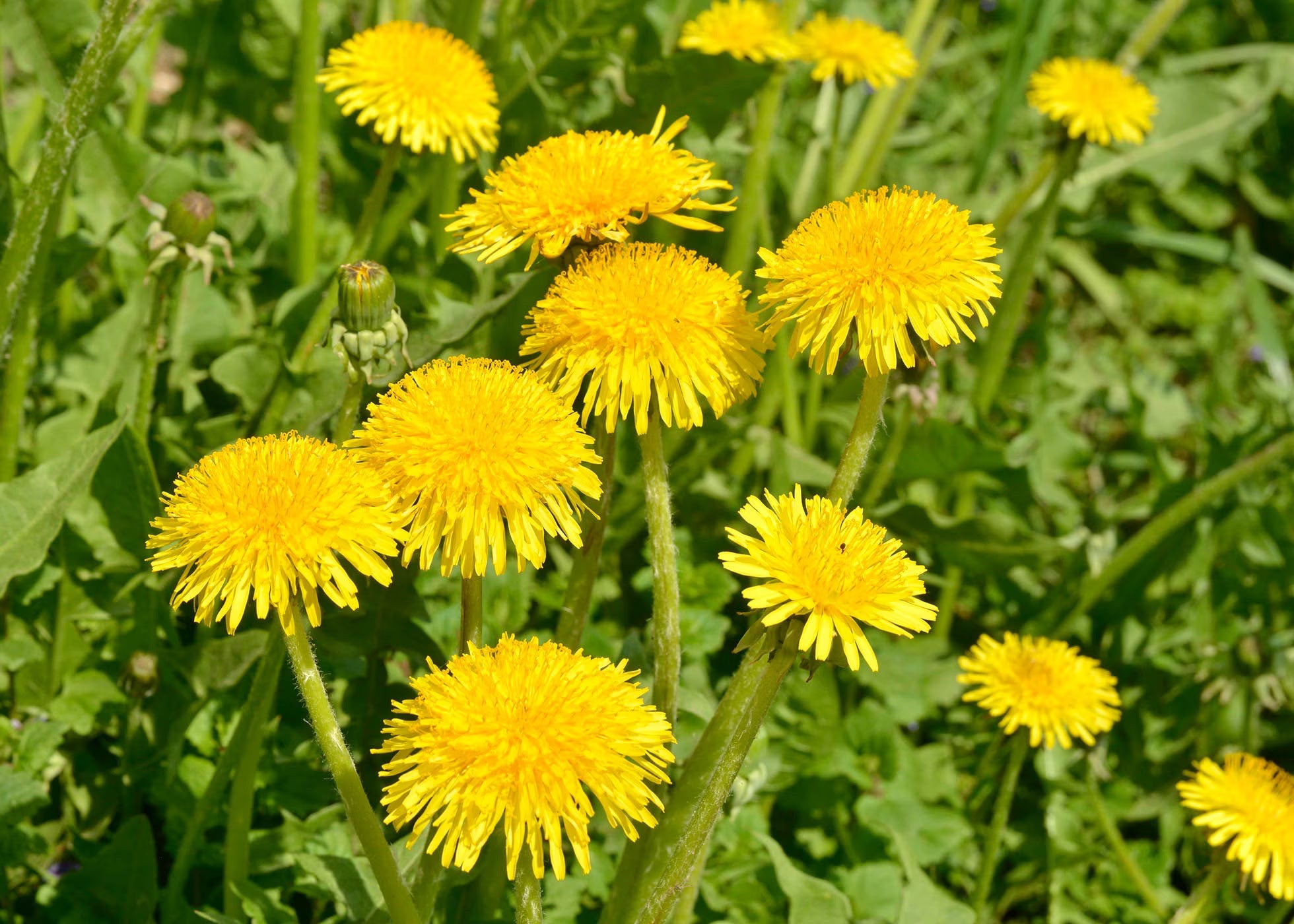 Yellow Dandelion Flower seeds for Planting - Perfect for Borders, Heirloom & GMO Free Seeds for Home Garden