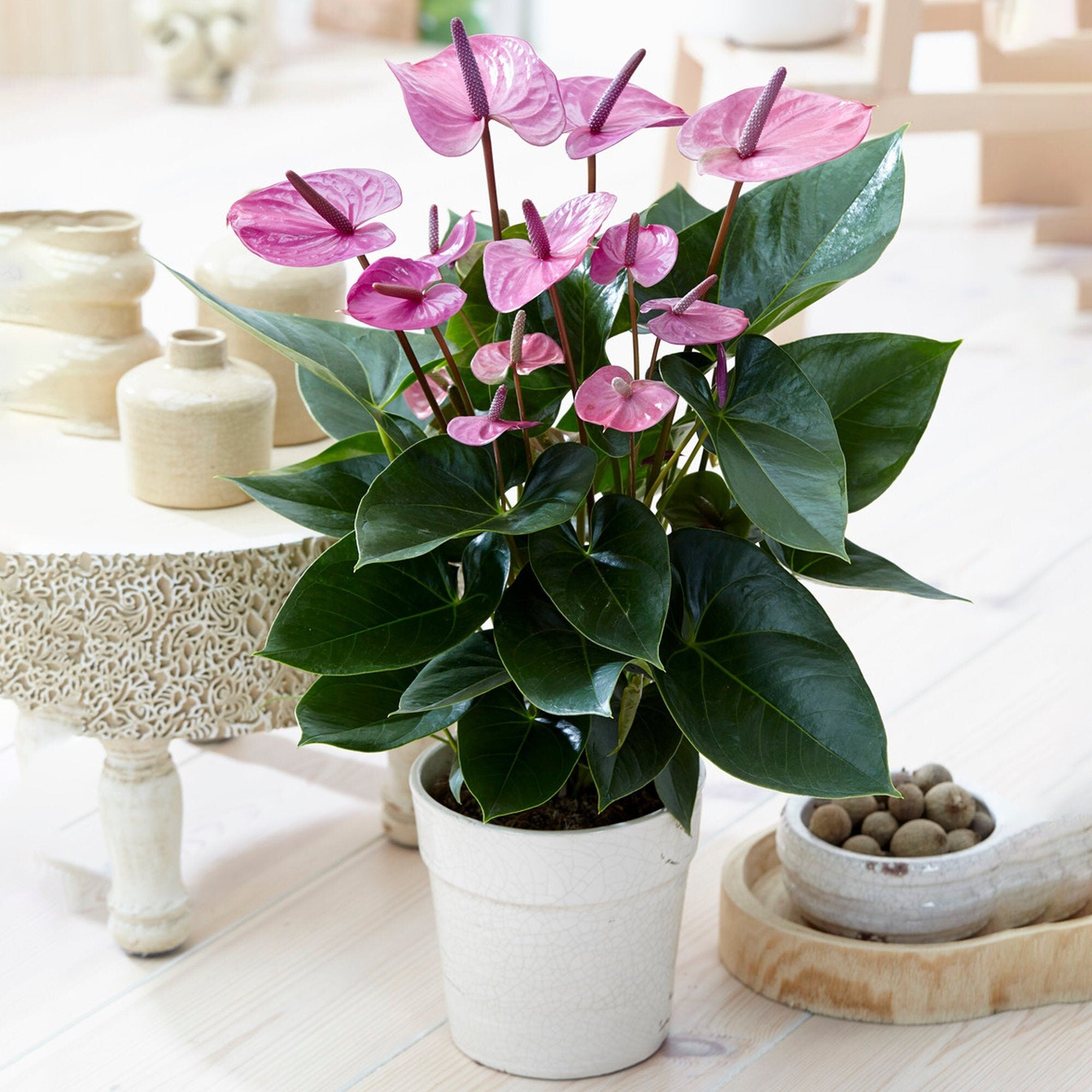 Violet Anthurium Flower Seeds for Planting Cut Flower Favorite Heirloom & GMO Free Seeds for Home Garden
Sale