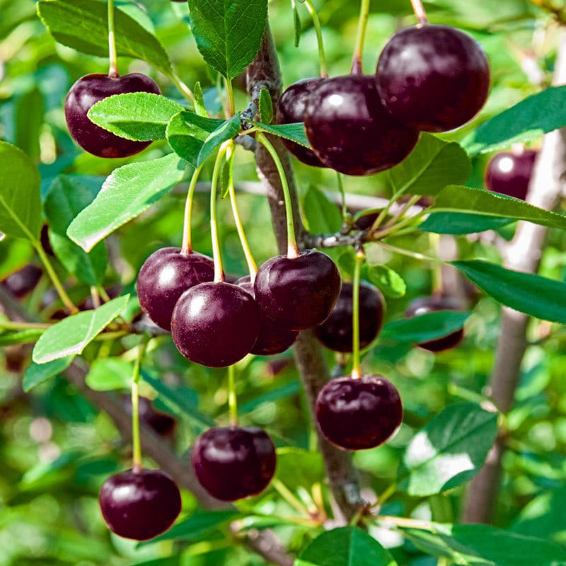 Black Cherry Seeds Prunus Serotina Medium to Large Deciduous Tree Fragrant White Flowers Attract Pollinators Sweet Juicy Flesh Culinary