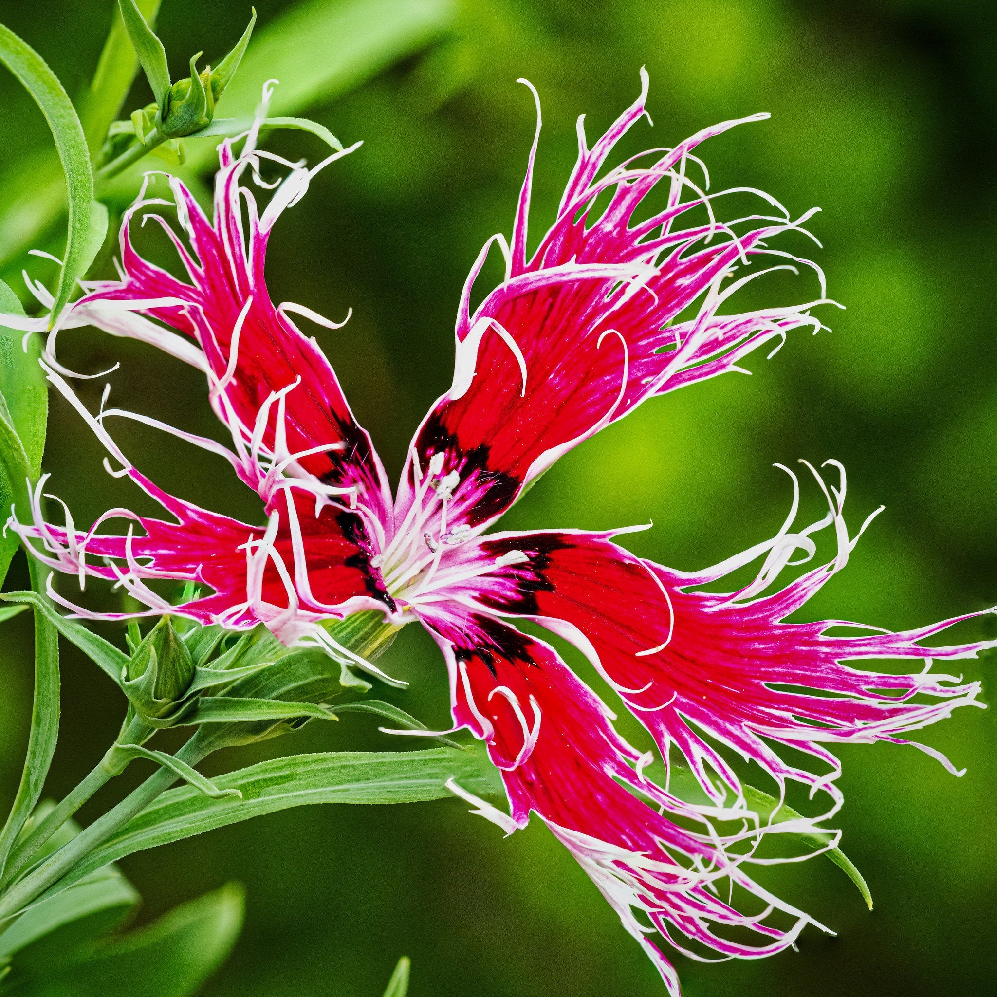 Dianthus Spooky Mix Seeds for Festive, Colorful Blooms