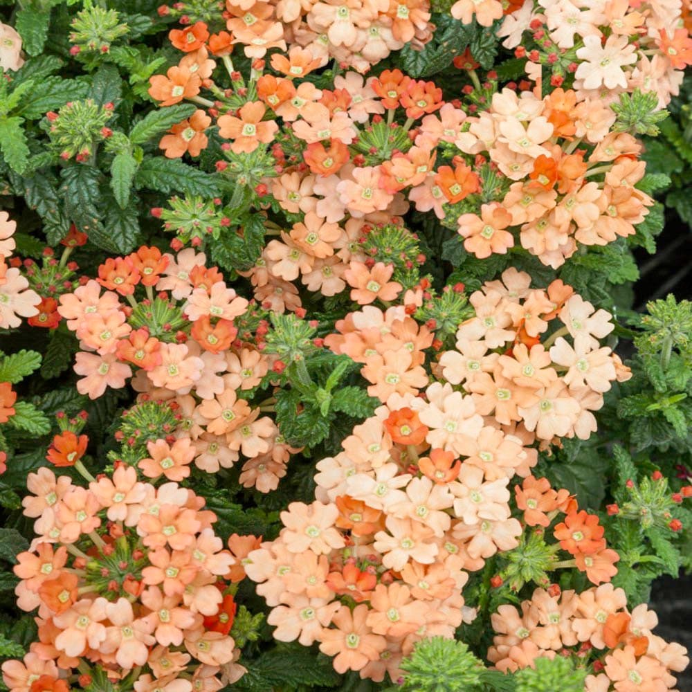 Peach Verbena Didyma Flower seeds for Planting - Sun Loving, Heirloom & GMO Free Seeds for Home Garden