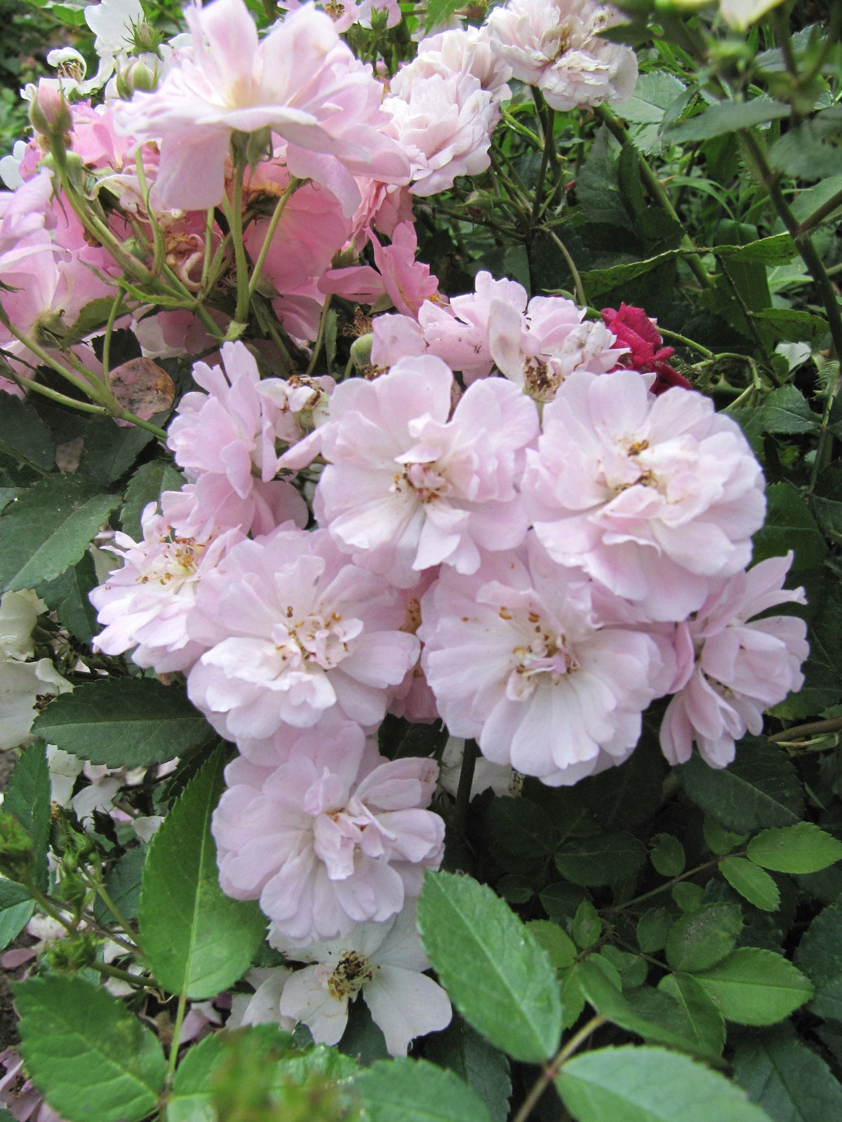 Pink Polyantha Flower seeds blooming in flower beds, containers, borders, and pollinator-friendly gardens