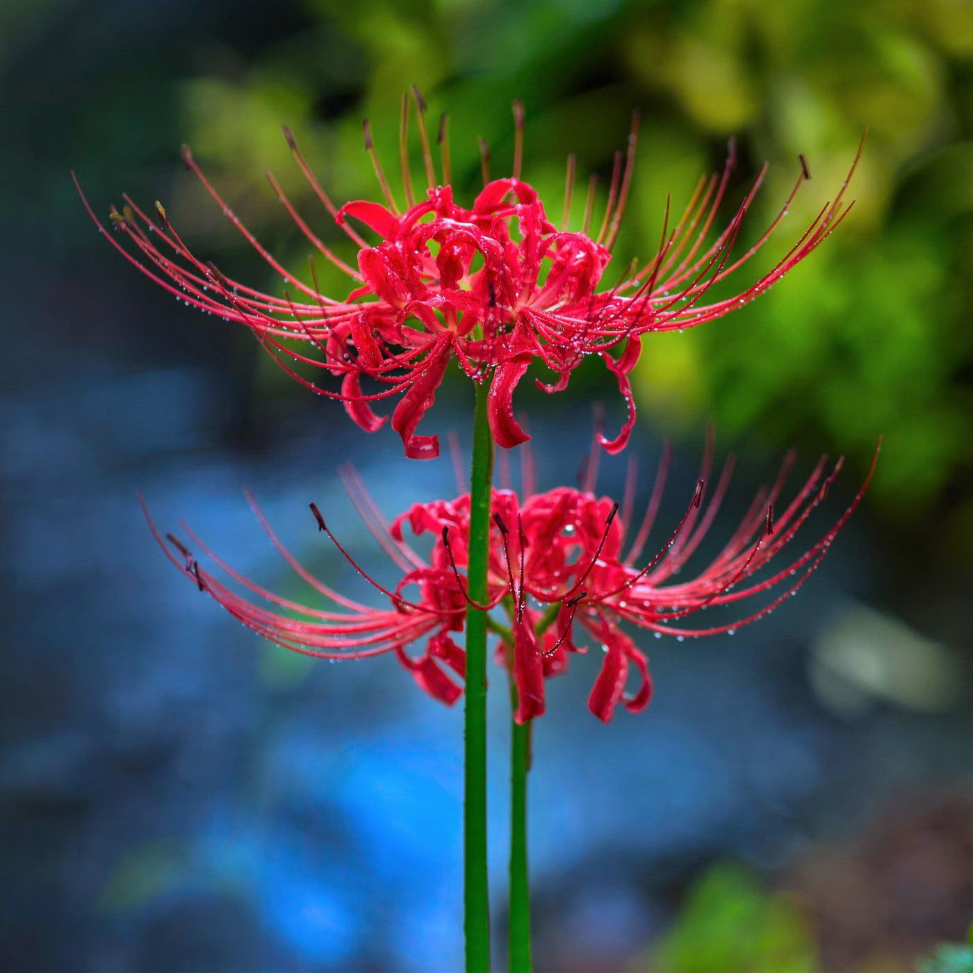 Radiata Flower Seeds for Planting