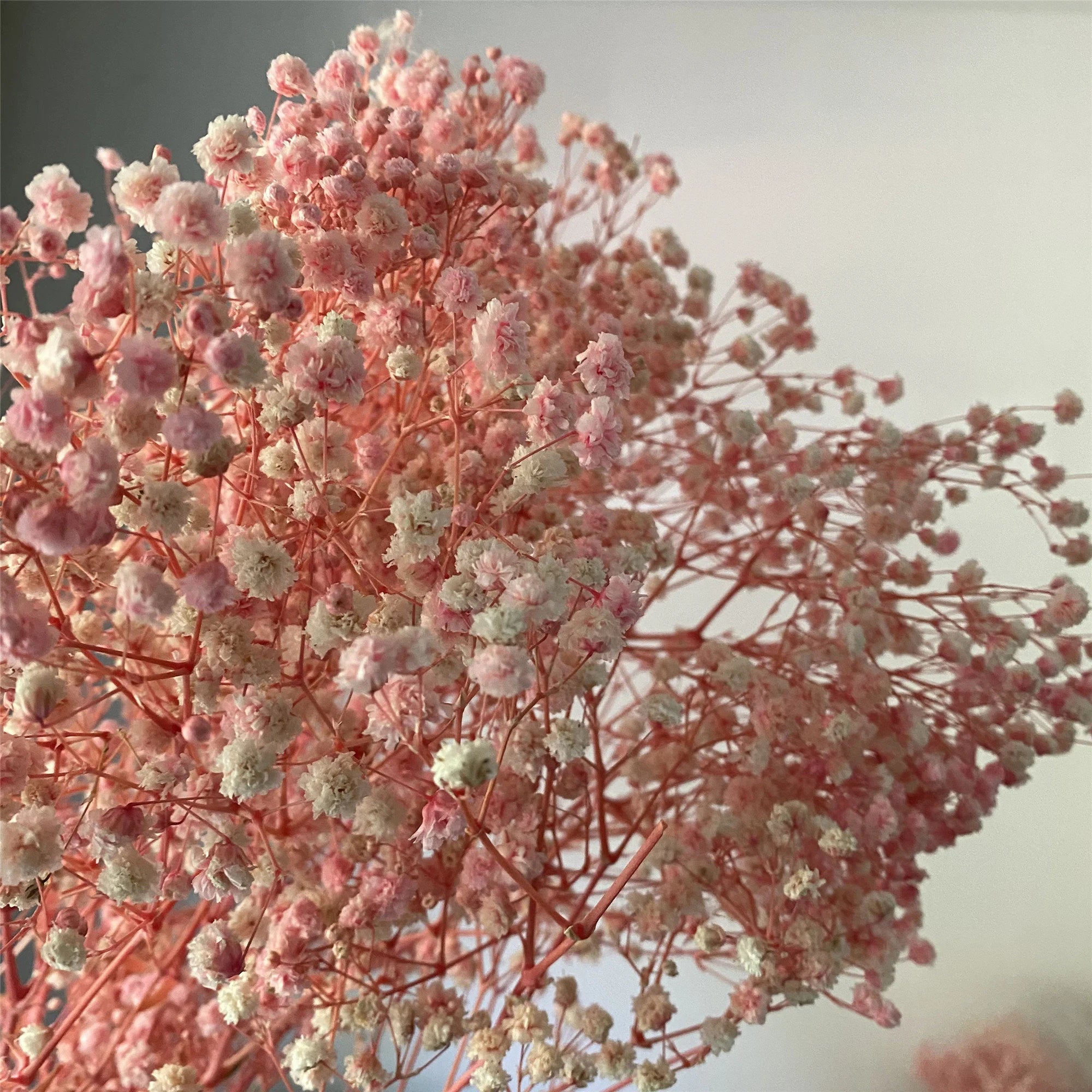 Peach Gypsophila Flower seeds for Planting - Low Maintenance, Heirloom & GMO Free Seeds for Home Garden