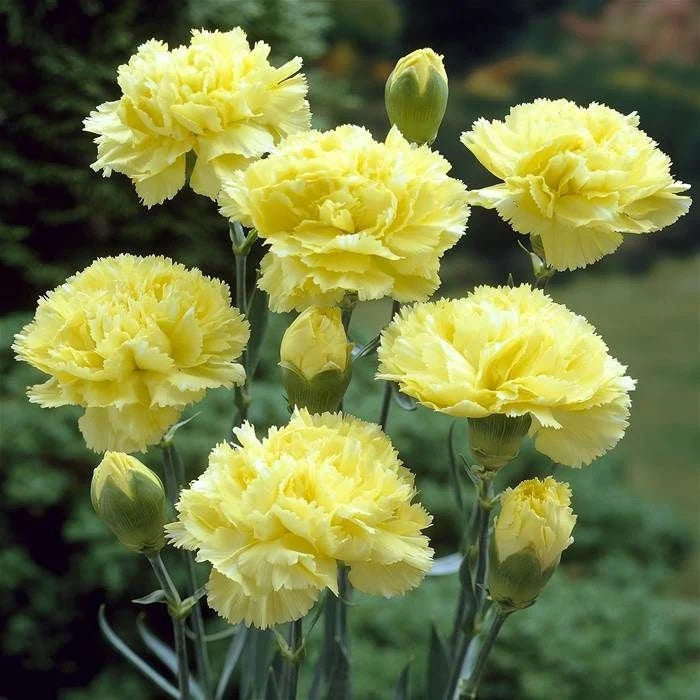 Carnation Flower seeds for Planting - Cottage Garden Essential, Heirloom & GMO Free Seeds for Home Garden