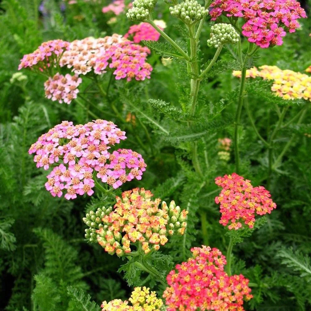 Mixed Yarrow Flower seeds for Planting - Easy to Grow, Heirloom & GMO Free Seeds for Home Garden