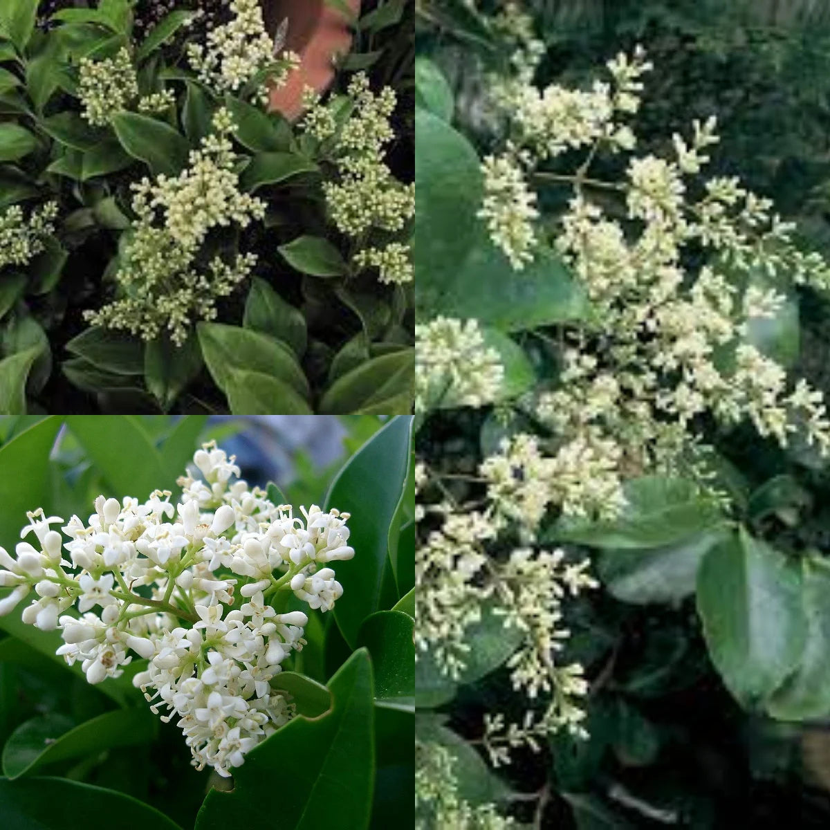 White Ligustrum Flower Planting Seeds for Lush Foliage and Fragrant Blooms in Your Garden