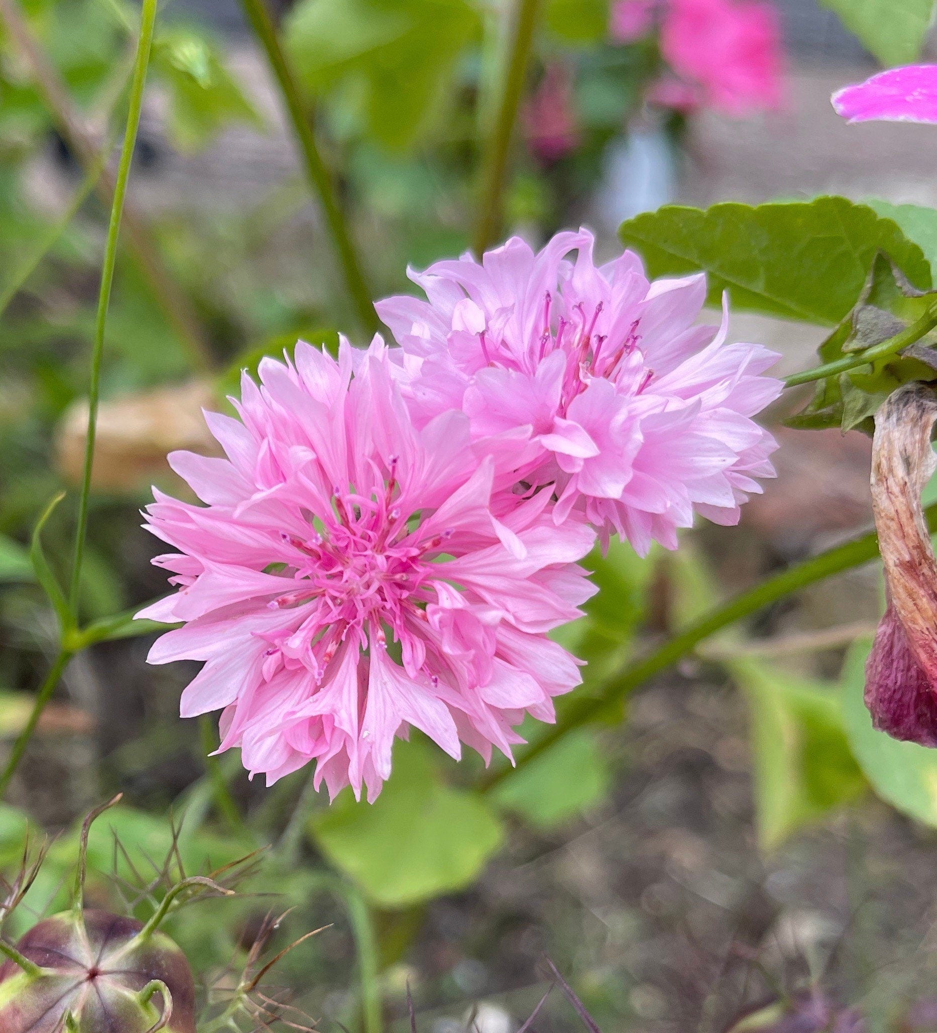 Pink Centaurea Cyanus Seeds for Colorful Cornflowers blooming in flower beds, containers, borders, and pollinator-friendly gardens