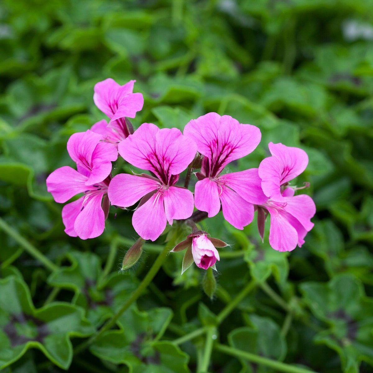 Purple Tornado Geranium Flower seeds blooming in flower beds, containers, borders, and pollinator-friendly gardens