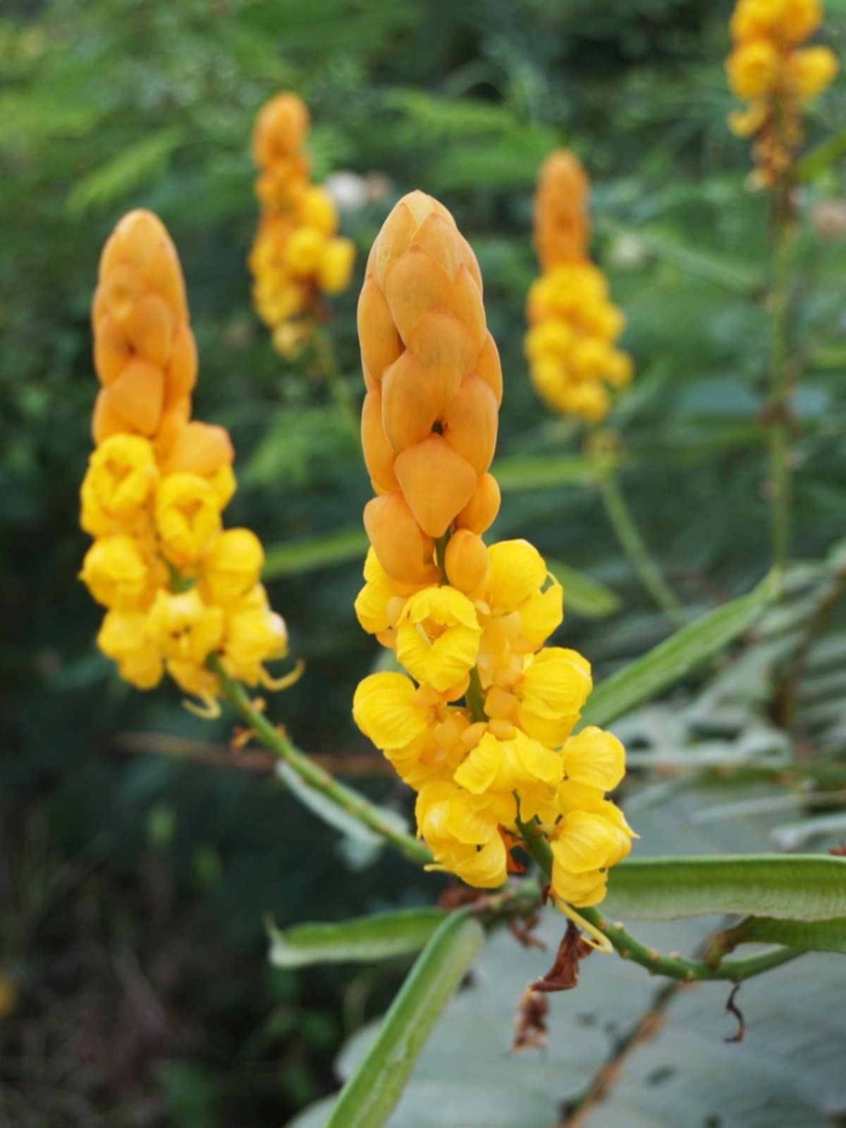Yellow Cassia Candlestick Flower seeds for Planting - Cottage Garden Essential, Heirloom & GMO Free Seeds for Home Garden
Sale seeds for planting in home garden
