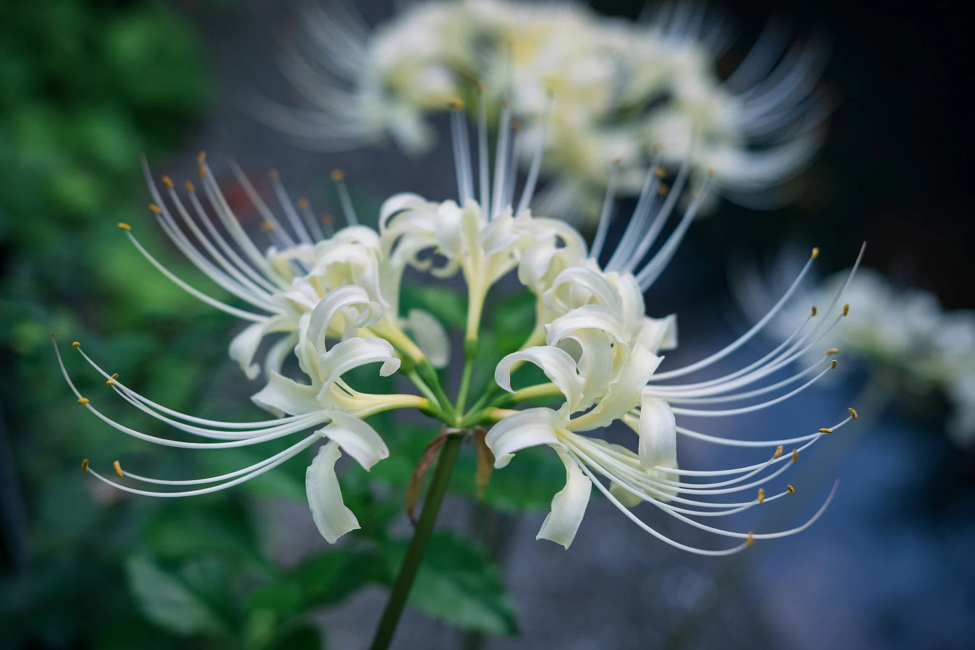 White Lycoris Flower seeds for Planting - Cut Flower Favorite, Heirloom & GMO Free Seeds for Home Garden